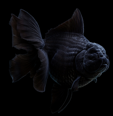 Petblack